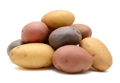 varietà precoci di patate