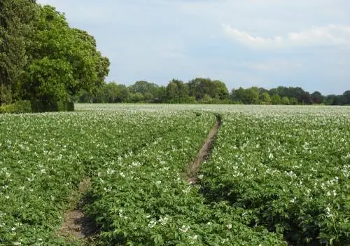 patate të hershme-nga-kur