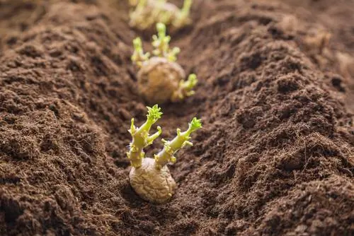 patate novelle al momento della semina