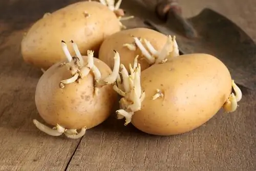 Vroege aardappelen productief telen: tips voor het voorkiemen