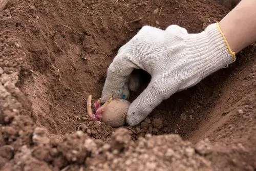 Vroeë aartappels in die tuin: verbouing en versorging maklik gemaak