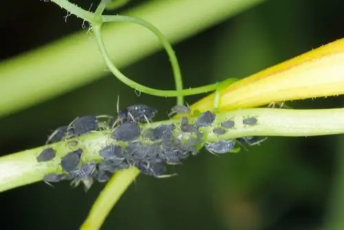 Combattre les pucerons sur les haricots : 6 méthodes naturelles