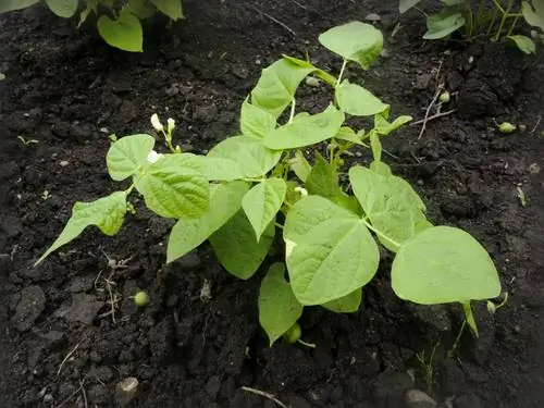 Bonen in de tuin