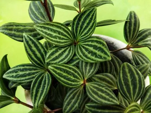 Peperomia