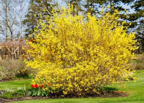 plante du mois le forsythia