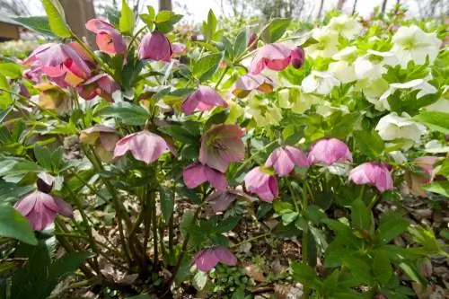 Lentenrozen: Robuuste vroege bloeiers voor in de tuin of op het balkon