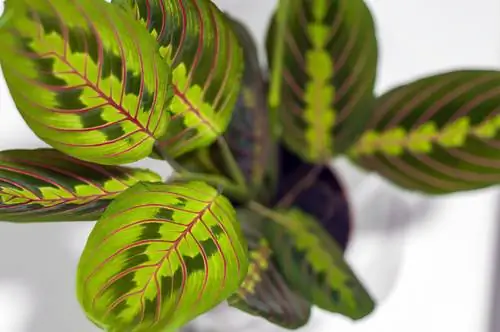 Maranta-versorging: Alles oor die betowerende plant