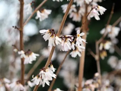 Witte forsythia