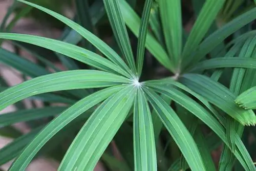 Holly palm di ruang tamu? Panduan penjagaan yang komprehensif