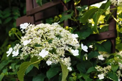 Memanjat hydrangea