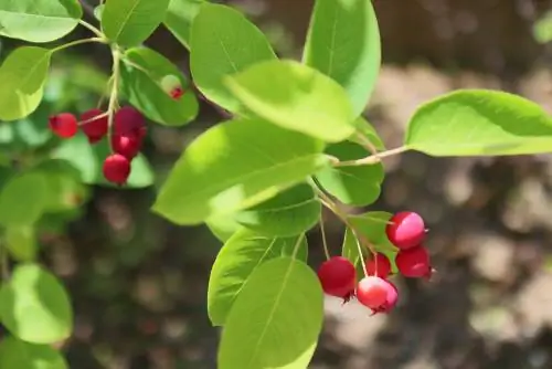 Amelanchier