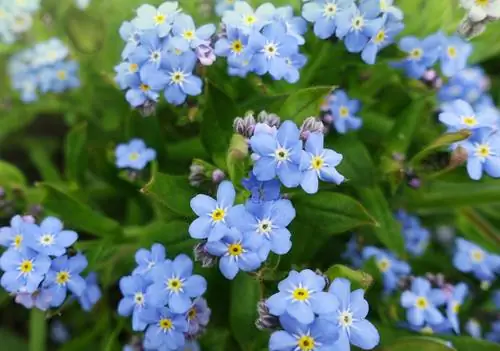 Förgätmigej: Vackra blommor till våren