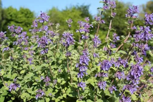 Catnip: καλλιέργεια, φροντίδα και χρήση στον κήπο