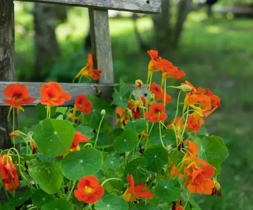 Nasturtium: Txhua yam hais txog kev cog qoob loo, kev saib xyuas, sau thiab ntau yam