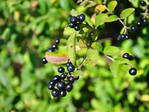 Mga bata ng buckthorn