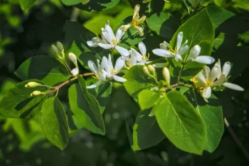 Buckthorn blooms