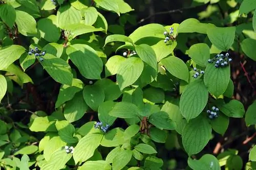 Buckthorn კონფიდენციალურობის ეკრანი