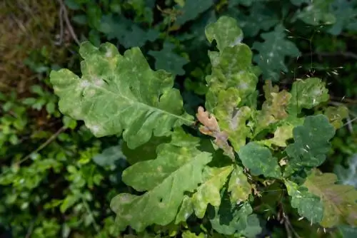 Mga Sakit sa Oak: Ang Mga Karaniwang Problema at Solusyon