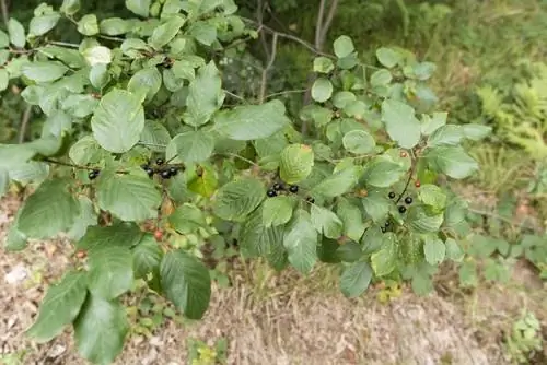 Posizione dell'olivello spinoso: suggerimenti per una crescita ottimale in giardino