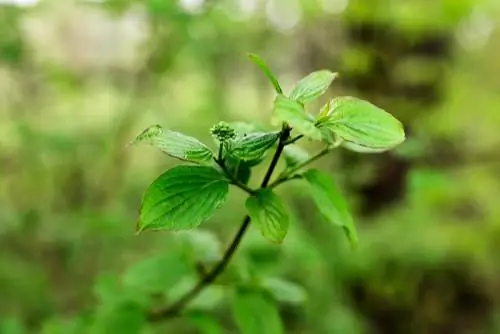 Germogli di olivello spinoso: riconoscimento e sviluppo nel corso dell'anno