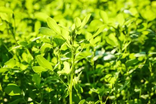 Alfalfa lannoitteena