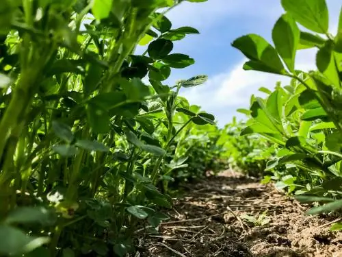 Vellykket dyrking av alfalfa: plassering, såing og høsting