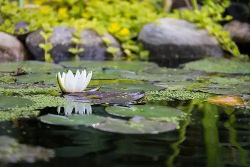 Nutrienti per piante acquatiche