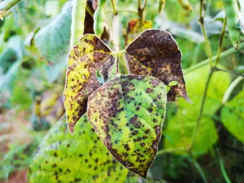 Malattia delle macchie di fagiolo