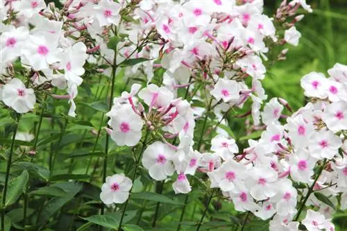 Taille du phlox