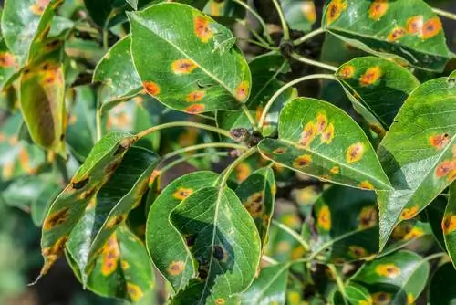 Fighting leaf spot disease: Which home remedies help?