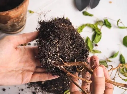 Reconhecer e tratar a podridão das raízes: ajuda imediata para as plantas