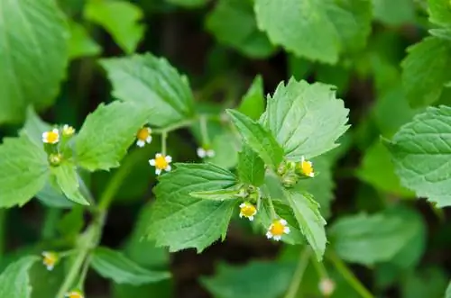 Poisonous or edible: The truth about French weed