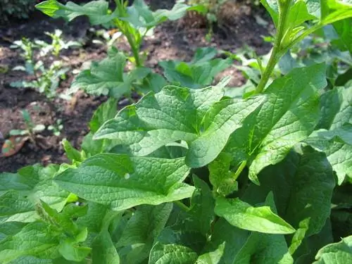 Good Heinrich: Growing and caring for a spicy vegetable