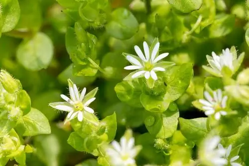 Chickweed: χρόνος ανθοφορίας και χρόνος συλλογής με μια ματιά