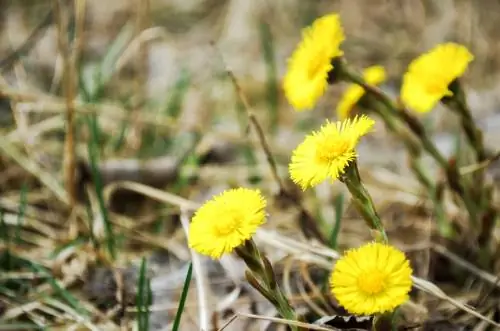 When does coltsfoot bloom?