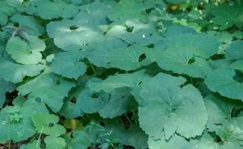 Butterbur aralashmasi