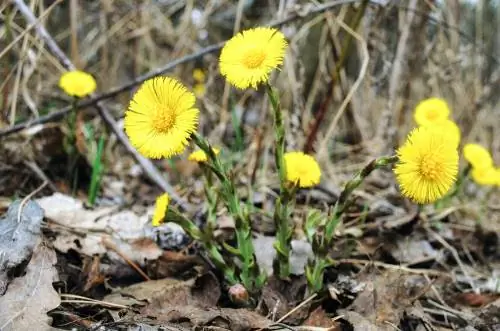 Mencari coltsfoot