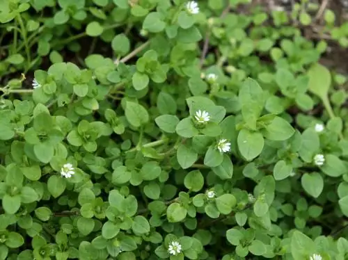 Chickweed-ის ამოცნობა: რჩევები უსაფრთხო იდენტიფიკაციისთვის