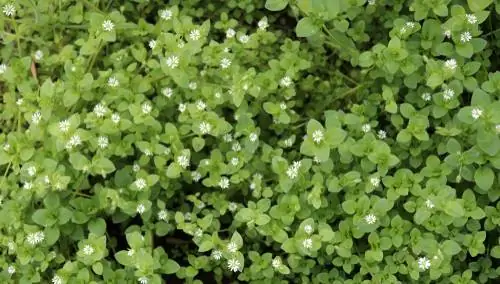 Melawan chickweed: metode dan tips yang efektif