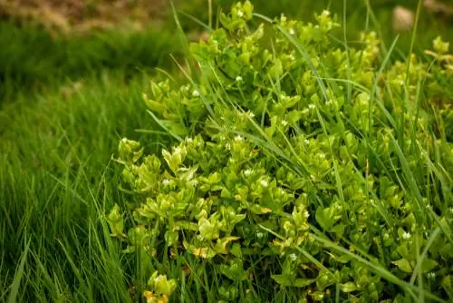 Pag-aaway ng chickweed sa damuhan: Narito kung paano ito gawin nang tama