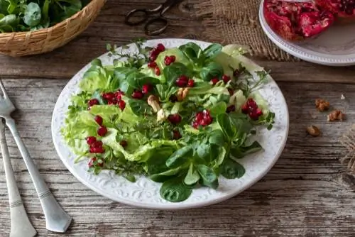 Chickweed dalam salad: mengapa ia sangat sihat dan lazat?