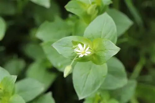 chickweed seeds