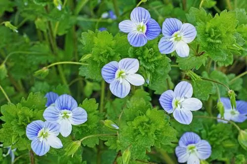 Germander speedwell βρώσιμο