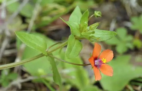 Apakah chickweed Anda asli atau beracun? Tentukan tanpa kesalahan