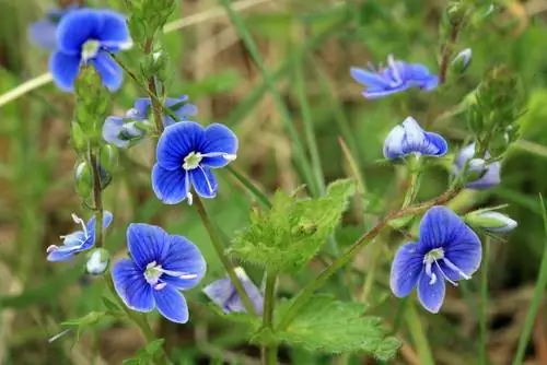 Característiques del speedwell de Germander