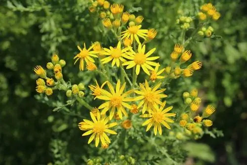 Navadna ragwort strupena