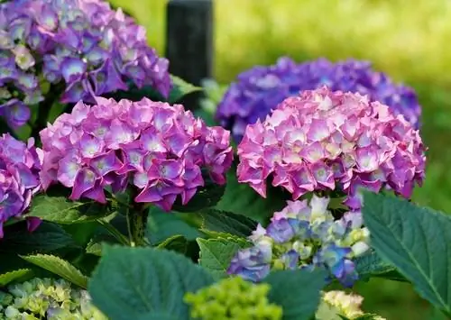 Hortensia in de tuin: profiel-, verzorgings- en standplaatstips