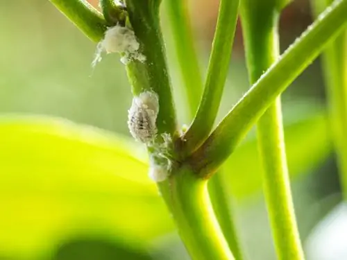 Lluitar amb eficàcia contra els insectes de coca: ajuda ràpida en cas d'una infestació