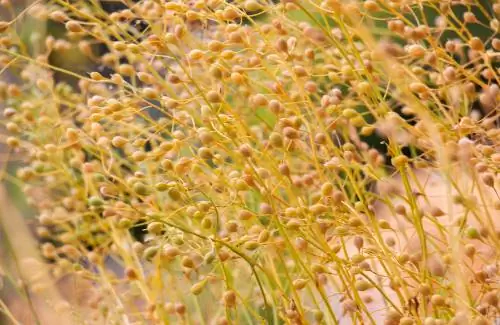 Camelina in the garden