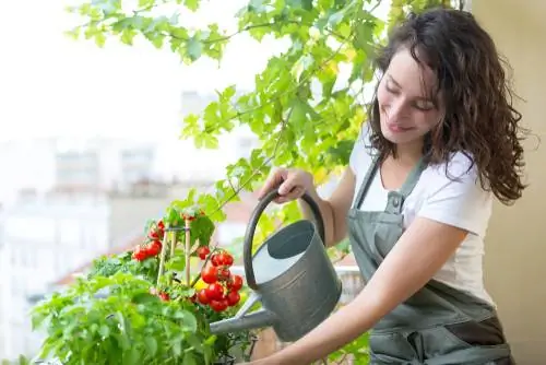 Pomodori sul balcone